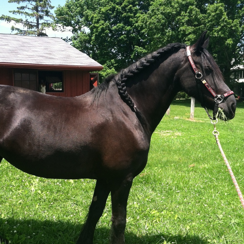 Meet your Posher, Amaris